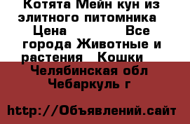 Котята Мейн-кун из элитного питомника › Цена ­ 20 000 - Все города Животные и растения » Кошки   . Челябинская обл.,Чебаркуль г.